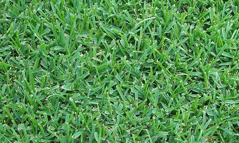 Floratam Sod for Sale