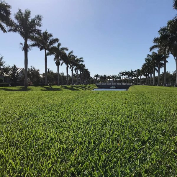 Floratam Sod for Sale